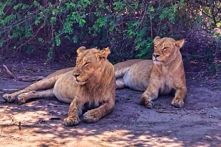 Safari Game Drive: Zambezi National Park *unique-must do* D-F-ES