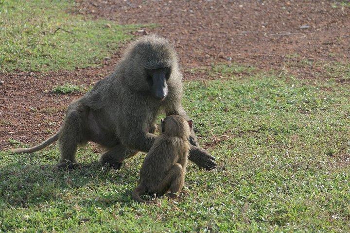 2 days (1 night) Elephants safari private experience