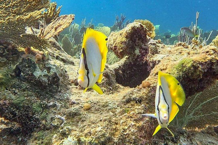 Halvdagskryssning på morgonen från Providenciales med snorkling och Iguana Island