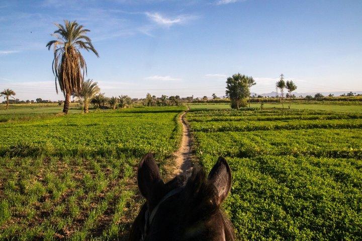Reittour durch das ländliche Luxor Ostseite