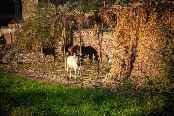 Reittour durch das ländliche Luxor Ostseite