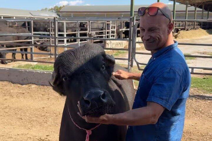 Paestum Traditions, Buffaloes, Ceramics, Temples