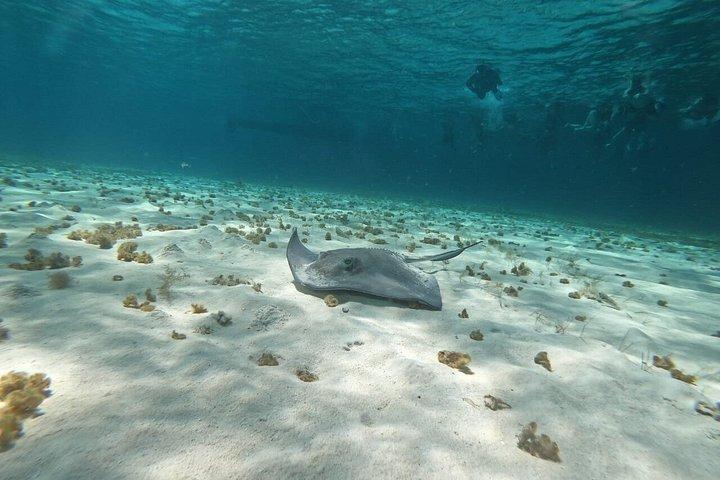 Snorkeling Shared Sky Tour in Cozumel with C