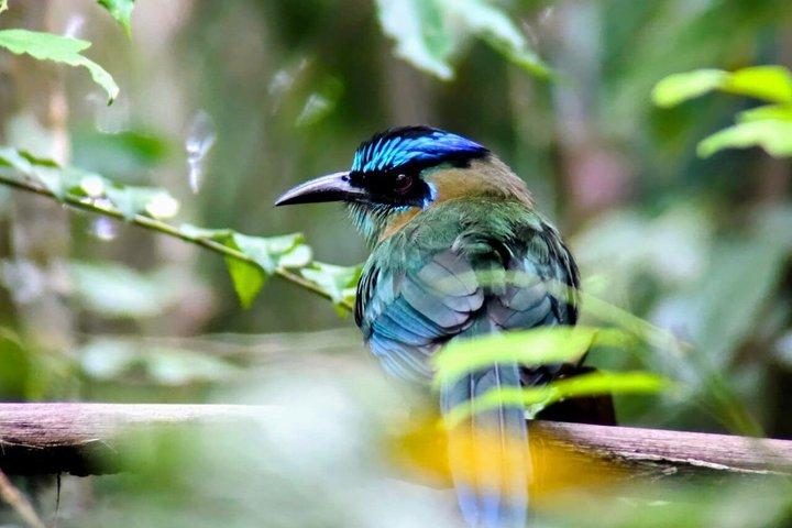 マヌエル・アントニオ国立公園ガイドハイキングと野生動物体験