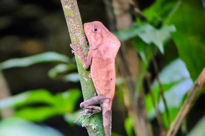 マヌエル・アントニオ国立公園ガイドハイキングと野生動物体験