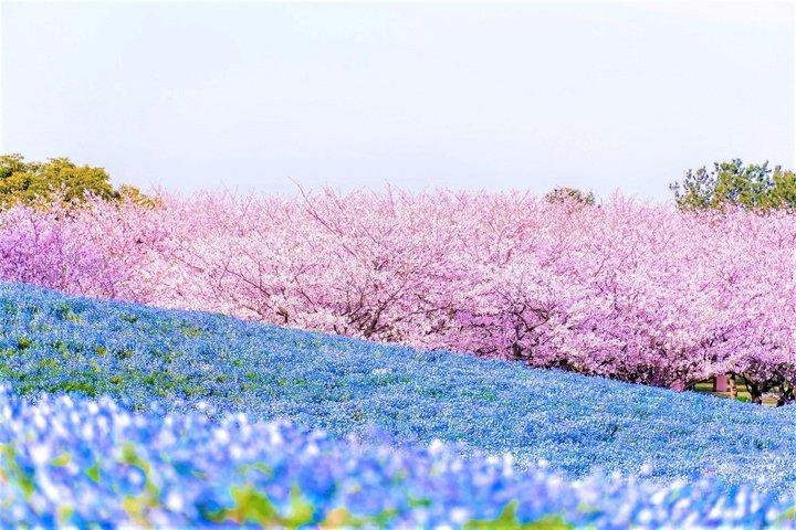 Excursion d'une journée à Itoshima et Flower Seaside Park au départ de Fukuoka