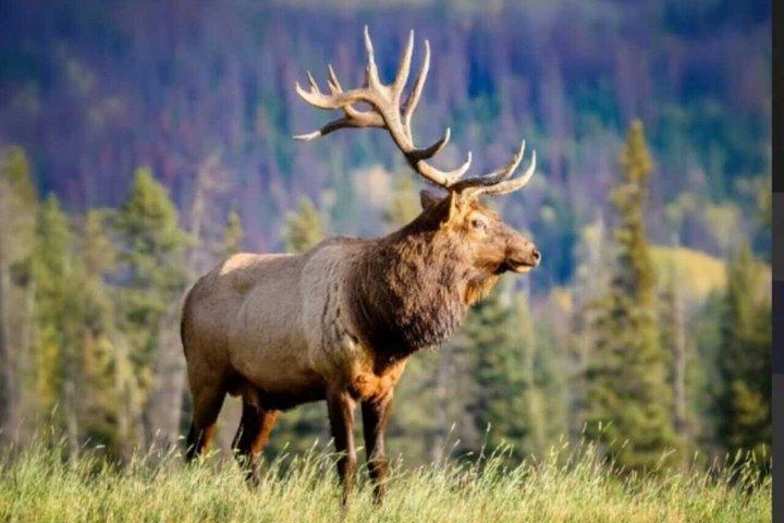 Banff: Twilight Wildlife-Alpine Lakes : Specialsafaritur i solnedgången