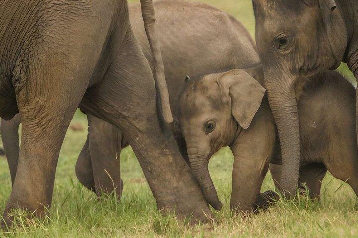 自然主義者とのウダワラウェ国立公園プライベートサファリ