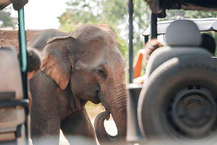 自然主義者とのウダワラウェ国立公園プライベートサファリ
