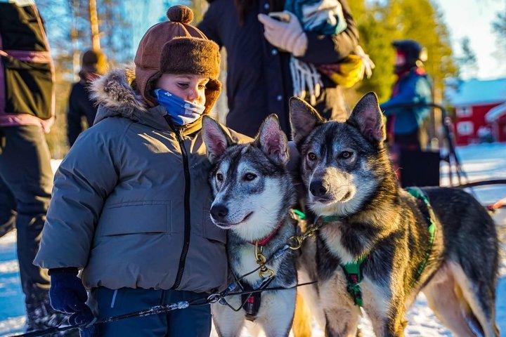 Arctic HUSKY Safari (5km) da Rovaniemi