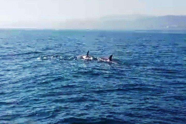 カスタマイズ可能なボートレンタル。 マラガ湾での冒険。