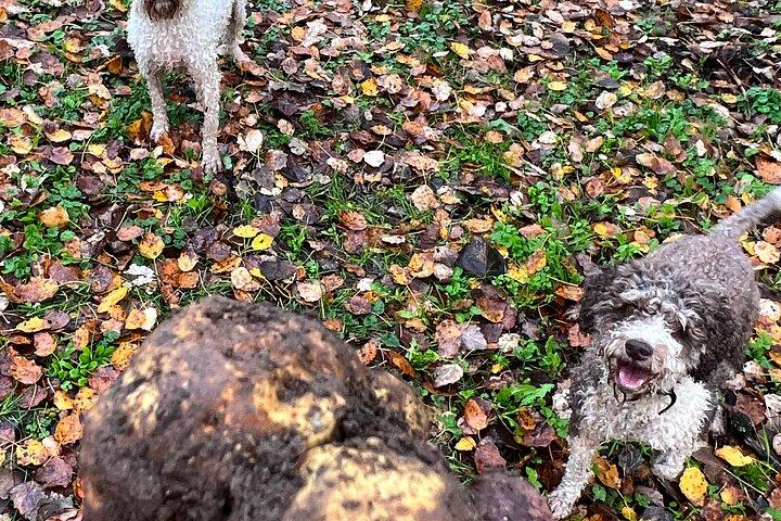 Truffle Hunting Experience Siena Tartufi