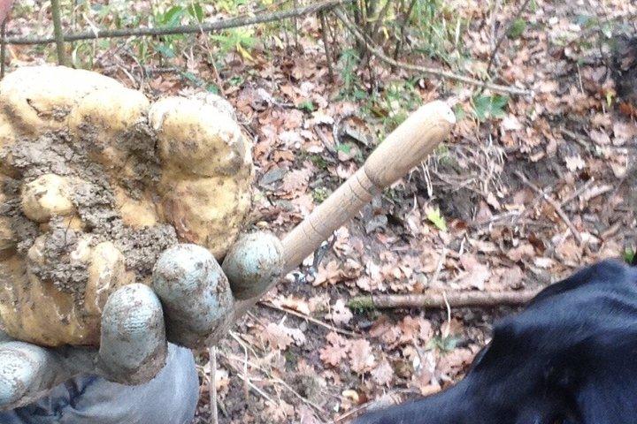 Truffle Hunting Experience Siena Tartufi