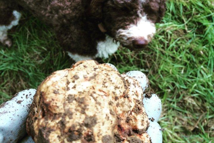 Truffle Hunting Experience Siena Tartufi