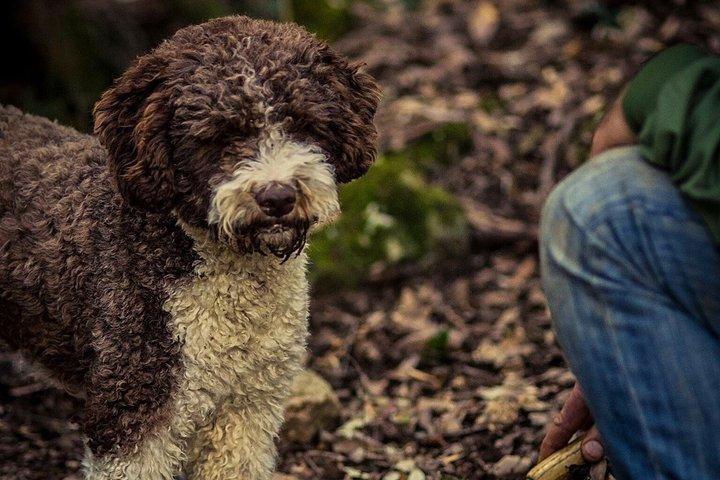 Truffle Hunting Experience Siena Tartufi