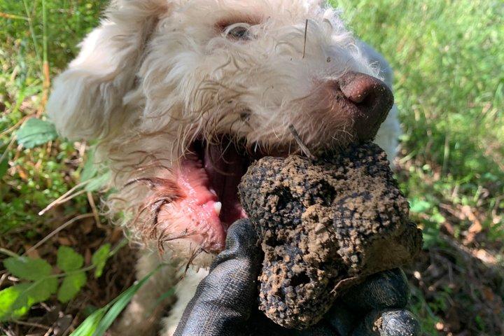 Truffle Hunting Experience Siena Tartufi