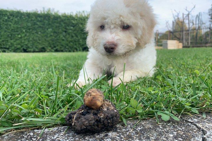 Truffle Hunting Experience Siena Tartufi