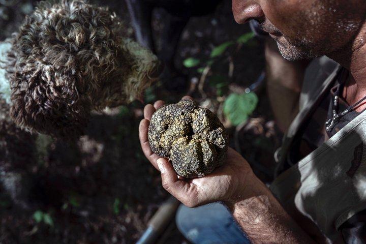 Truffle Hunting Experience Siena Tartufi