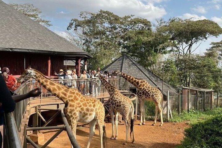 Tour del Parco Nazionale degli Elefanti e Giraffe Centre di Nairobi