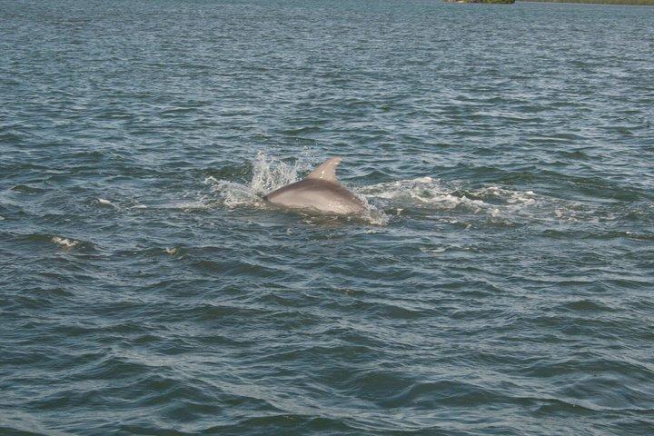 Cocoa Beach Dolphin and Wildlife Eco activiteit