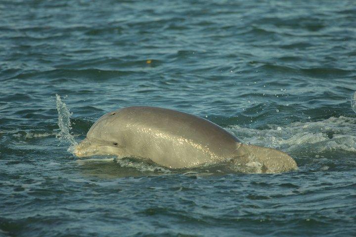 Cocoa Beach Dolphin and Wildlife Eco activiteit