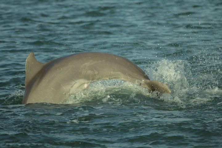 Cocoa Beach Dolphin and Wildlife Eco activiteit