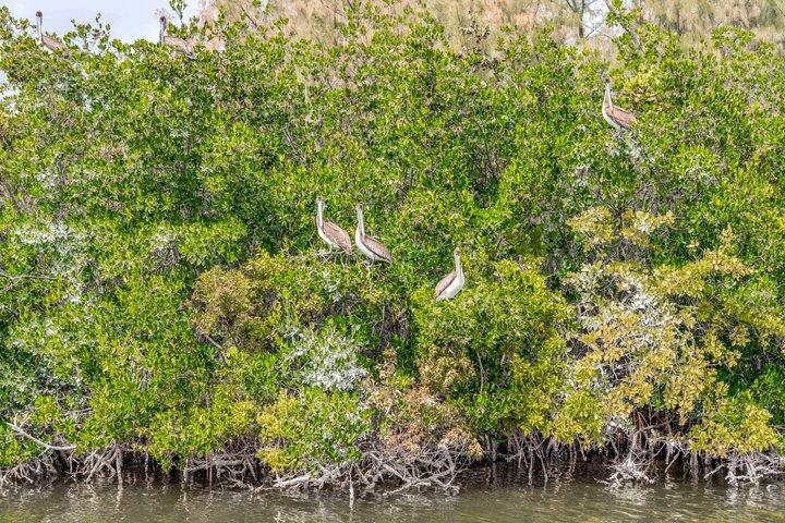 Cocoa Beach Dolphin and Wildlife Eco activiteit