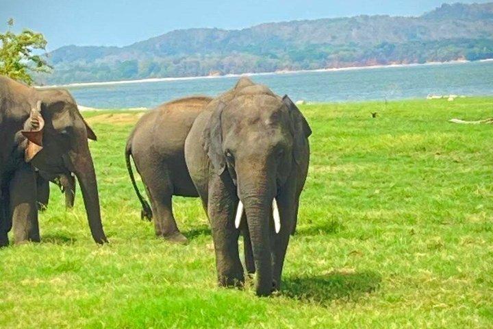 ミネリヤとカウドゥッラのジープサファリ野生動物ツアー