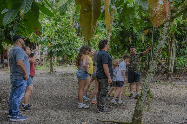 Sloths Observation and Coffee, Chocolate, Sugarcane Experience