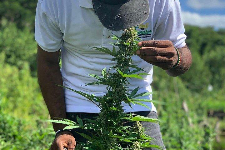 Rastafari Cultural Experience Private Tour with Herb Garden