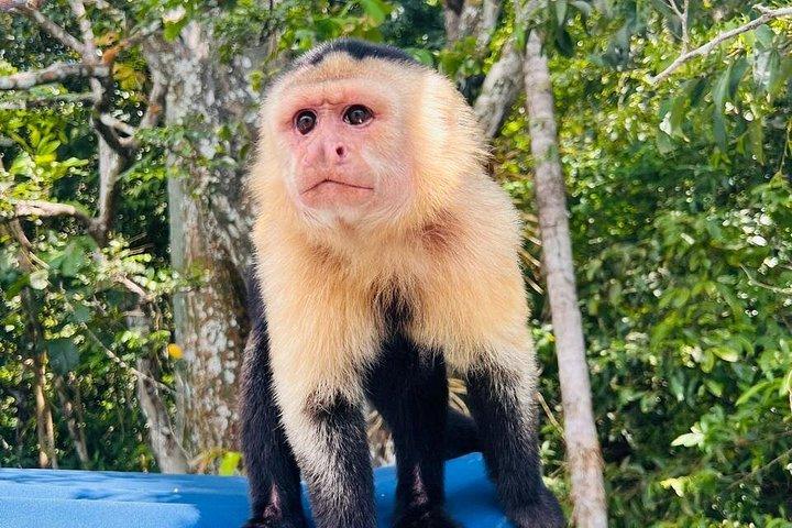 ガトゥン湖のエキゾチックな野生動物とサル
