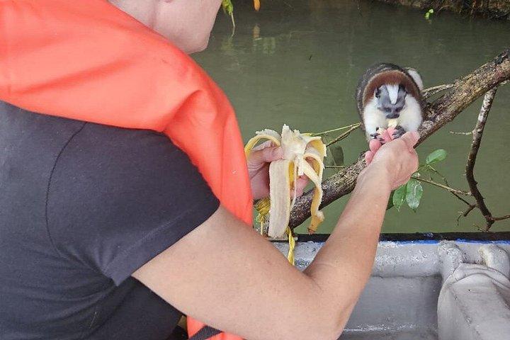 ガトゥン湖のエキゾチックな野生動物とサル