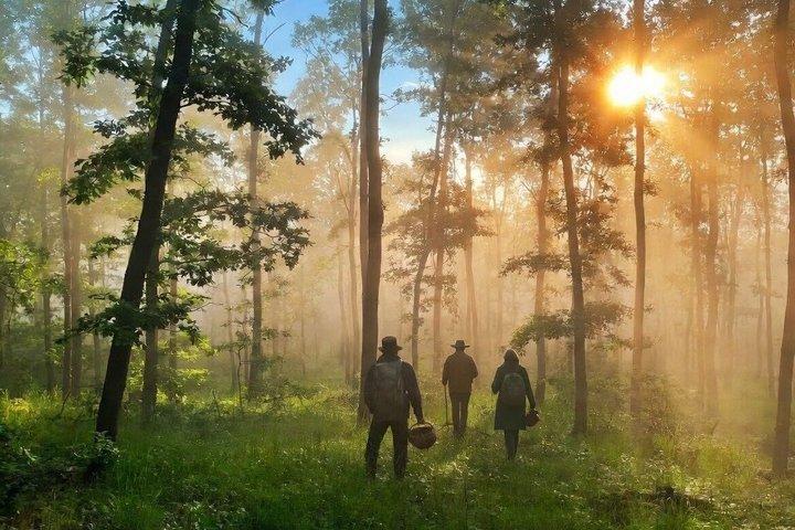 De Sofia: Foragitar fungos e comida selvagem experiência com Dobrin