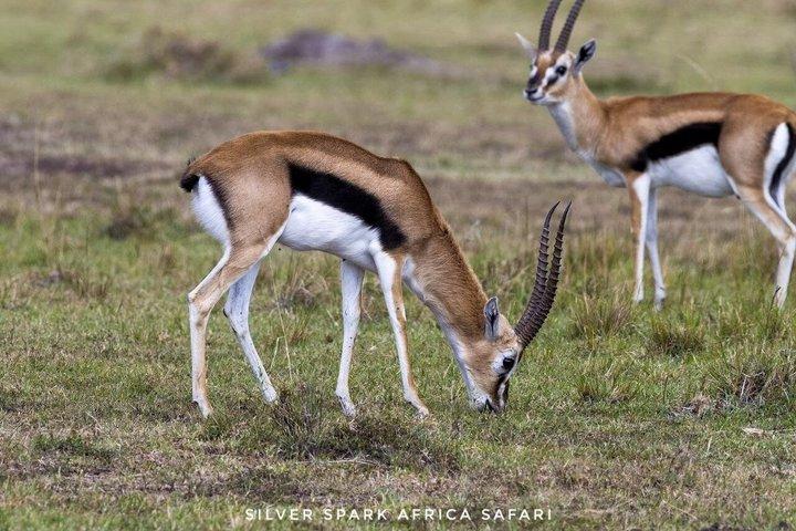 Samburu de 7 días, Maasai Mara, L Nakuru, Puerta del infierno del lago Naivasha