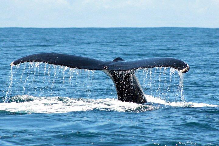 プライベートショアツアー:コスタアデジェでホエールウォッチングアドベンチャー