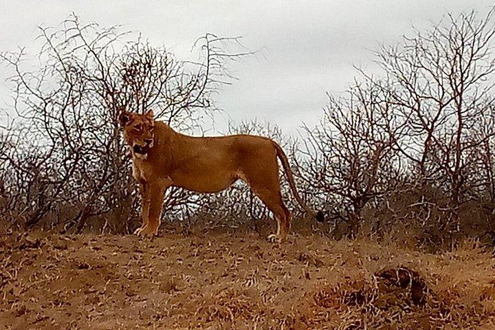 Parque Nacional Kruger e Panorama Route Explorer