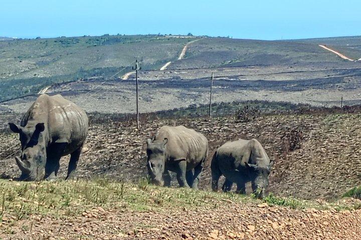 Big Five Game Safari and Afternoon Buffet Experience