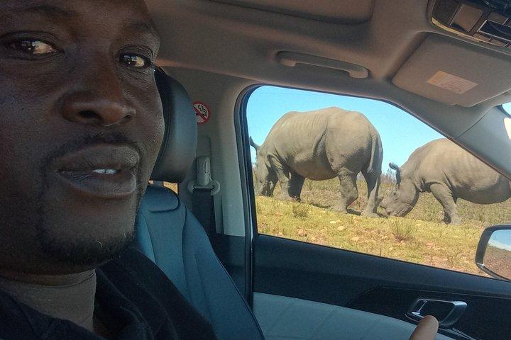Big Five Game Safari and Afternoon Buffet Experience