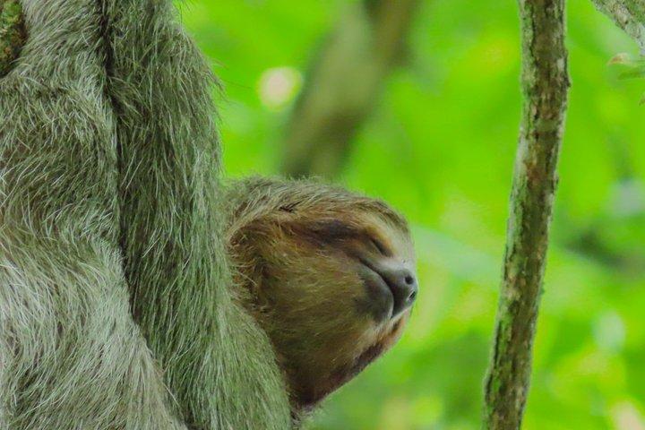 Sloths Observation and Coffee, Chocolate, Sugarcane Experience
