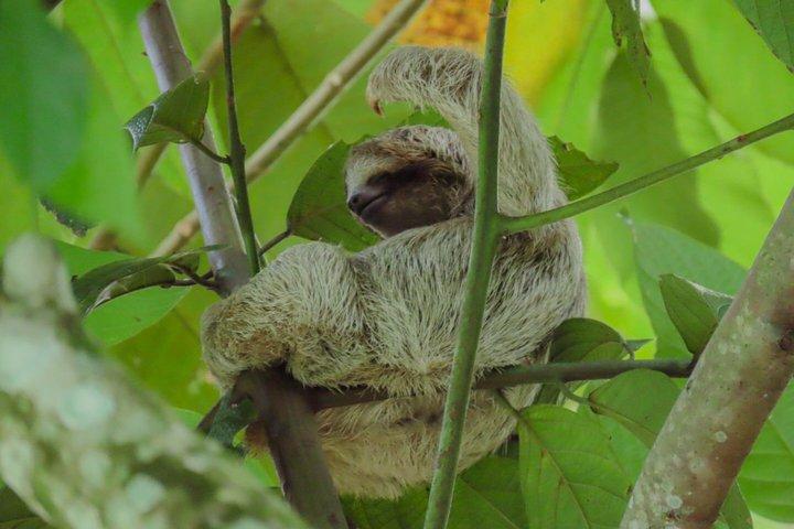 Sloths Observation and Coffee, Chocolate, Sugarcane Experience