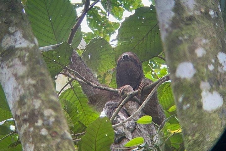 La Fortuna Night Walk - Luiaards, kikkers & wilde dieren (kleine groep)