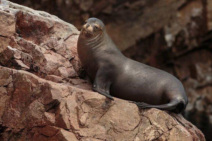 リマ発の観光バスを利用したパラカスとイカへの終日旅行