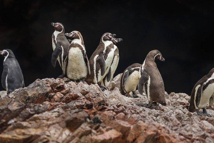 リマ発の観光バスを利用したパラカスとイカへの終日旅行