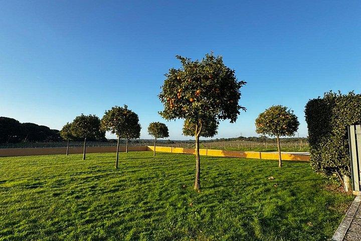 Privata vinresor i Setúbal och Arrábida