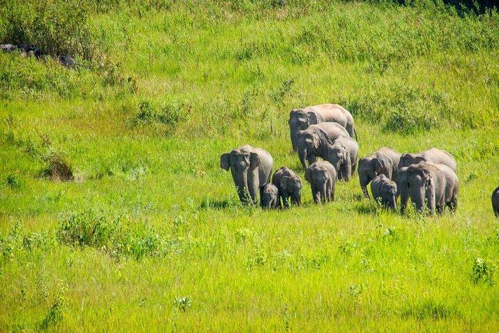 バンコク発カオヤイ国立公園2日ツアー