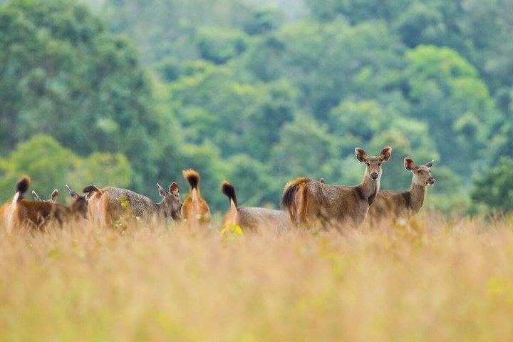 バンコク発カオヤイ国立公園2日ツアー