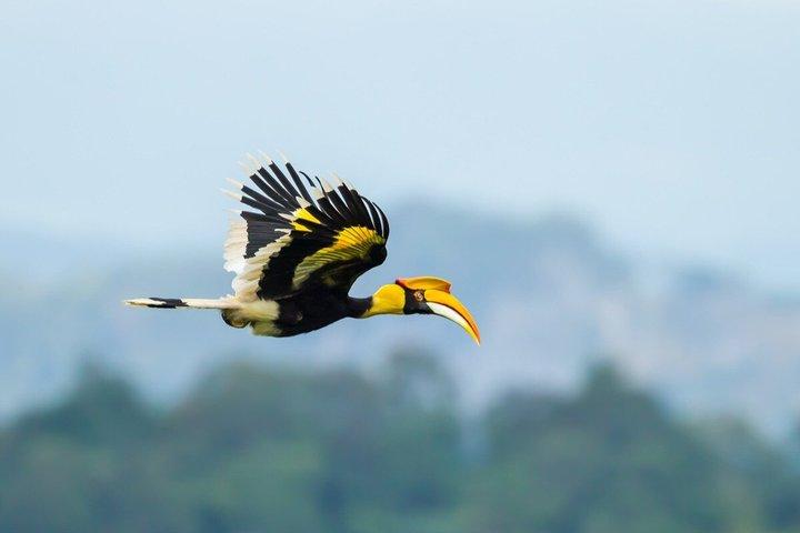 バンコク発カオヤイ国立公園2日ツアー