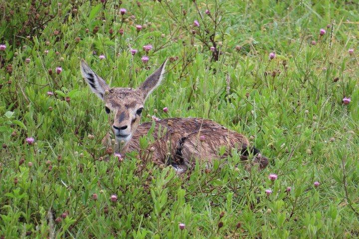 6 giorni: Samburu Park, Lake Nakuru Park, Maasai Mara N Reserve