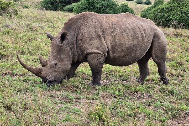 マサイマラとナクルフラミンゴスサファリ4日間体験