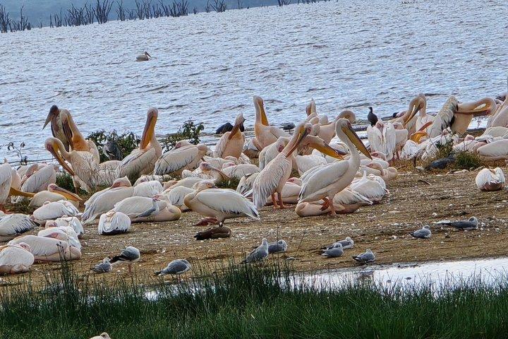 4 Tage Masai Mara und Nakuru Flamingos Safari Erfahrung